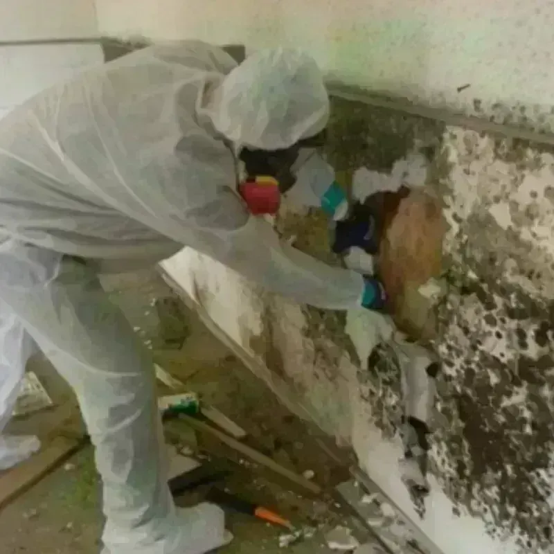 Mold Remediation and Removal in Morris County, NJ